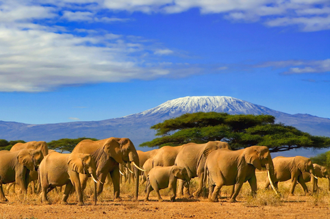 Elefants