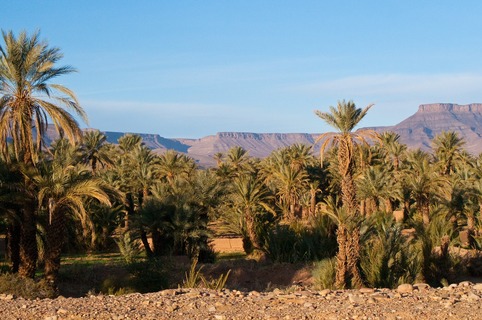Oasis